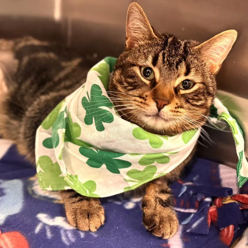 Intel Panfilo thumbnail 4