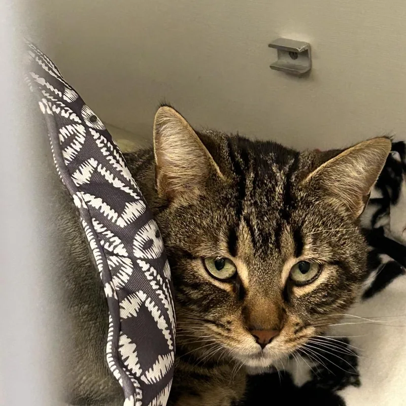 Intel Panfilo thumbnail 5