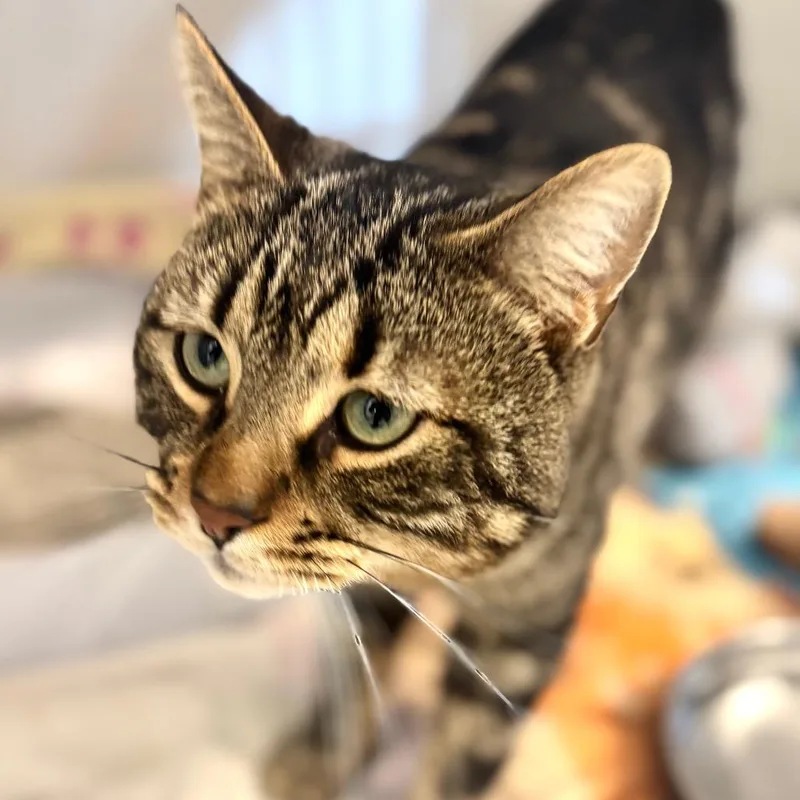 Intel Panfilo thumbnail 6