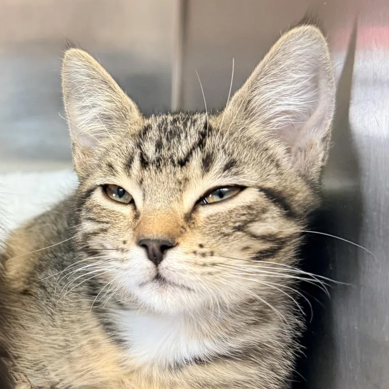 A baby small-sized male Black Domestic Short Hair cat named Frog for adoption in Palm Springs, CA