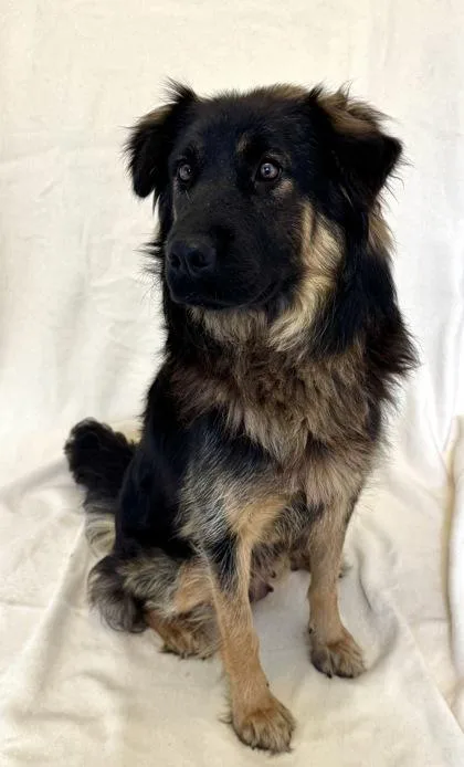 An adult medium-sized female German Shepherd Dog dog named CeeCee for adoption in Buffalo, MN