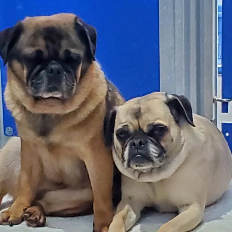 An adult small-sized male Pug dog named Pugsley for adoption in Mondovi, WI
