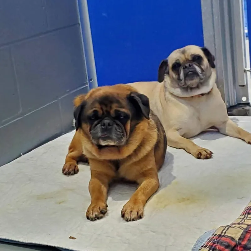 Pugsley thumbnail 2