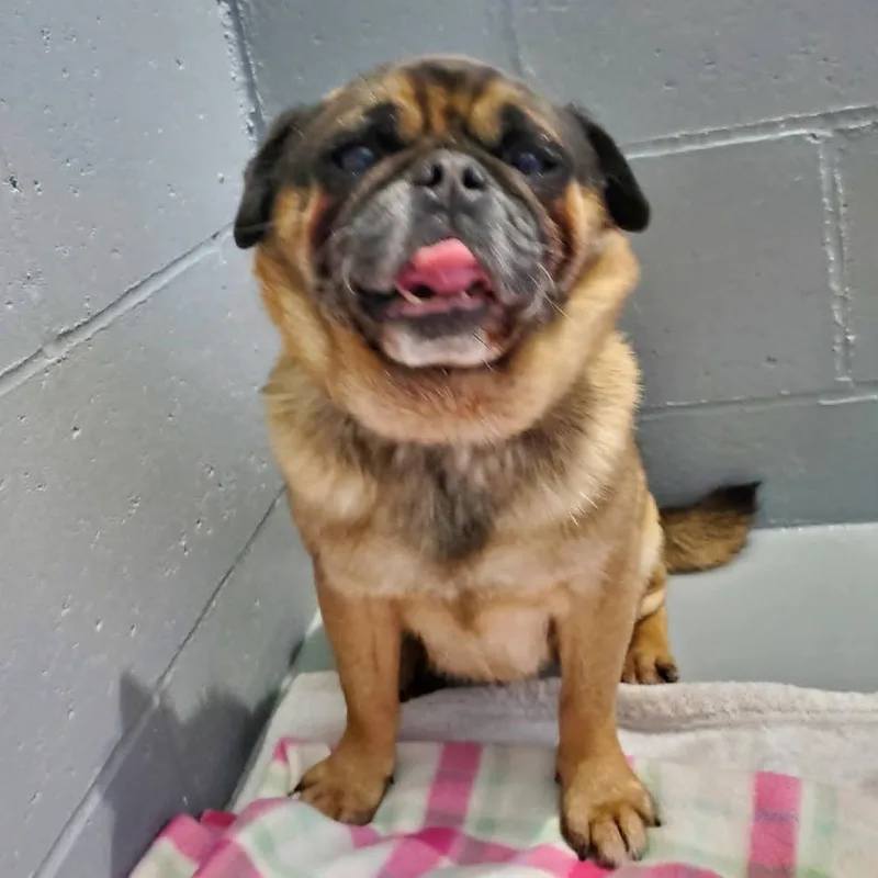 Pugsley thumbnail 3