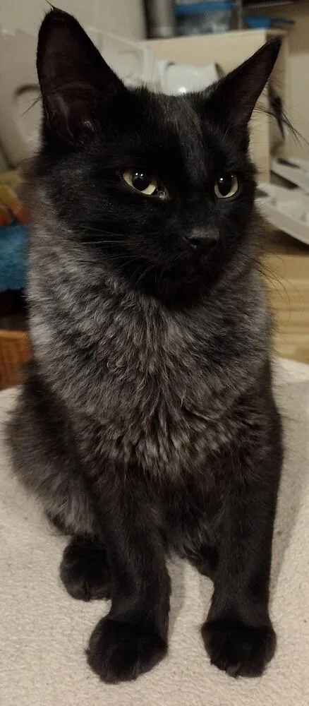 An adult medium-sized male Black Domestic Medium Hair cat named Frisco for adoption in Salinas, CA