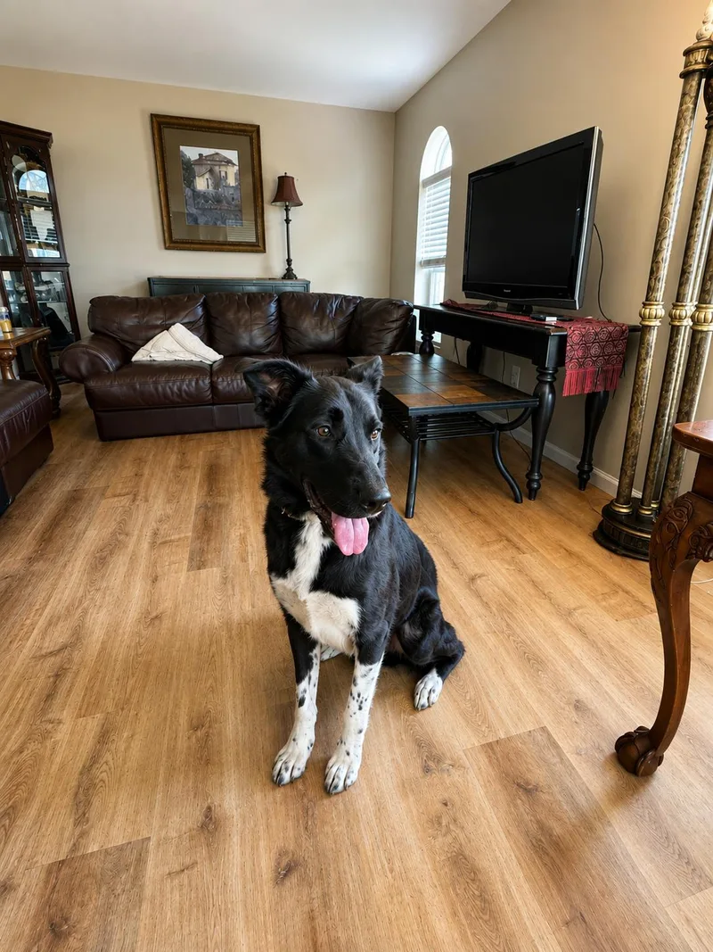 A young medium-sized male Border Collie dog named Jett for adoption in Dallas, TX