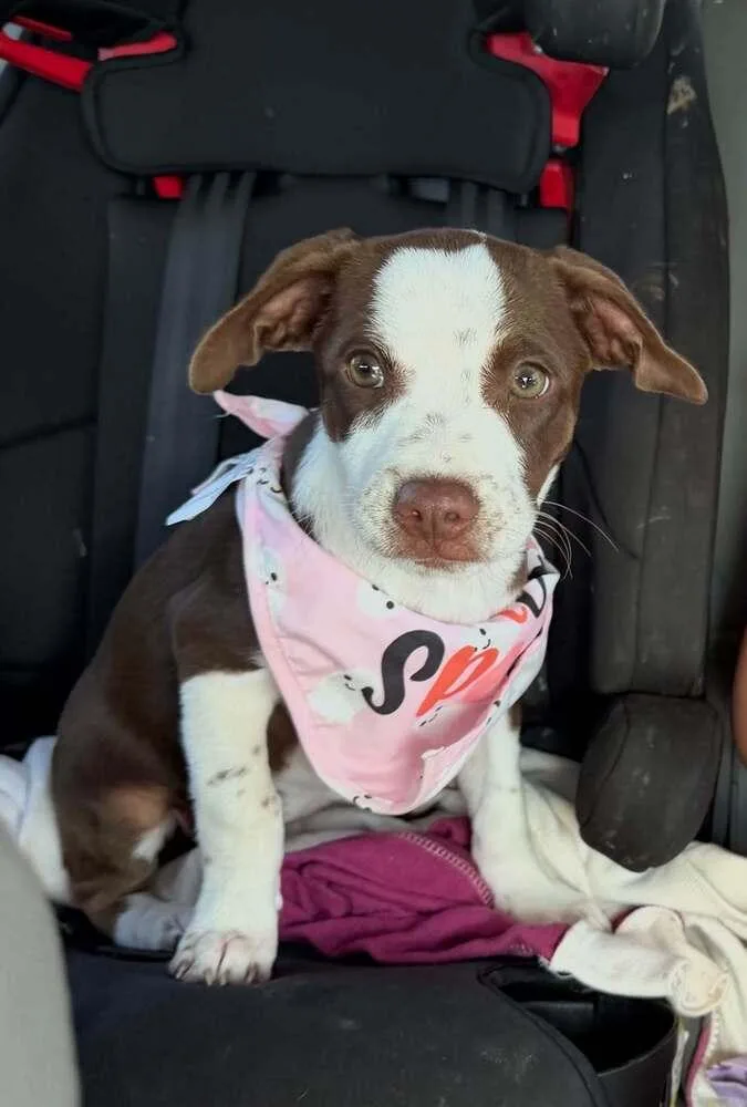 A baby small-sized female Border Collie dog named Jeni for adoption in Orlando, FL