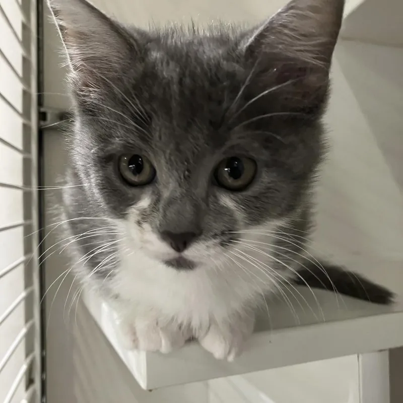 A baby small-sized female Gray / Blue / Silver Domestic Short Hair cat named Larry for adoption in Oak Park, IL