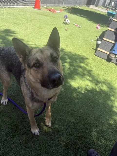 An adult large-sized male German Shepherd Dog dog named Chief for adoption in San Jose, CA