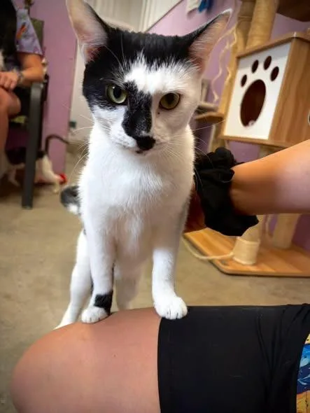 A young medium-sized female Domestic Short Hair cat named Daisy Mae for adoption in Greensburg, IN