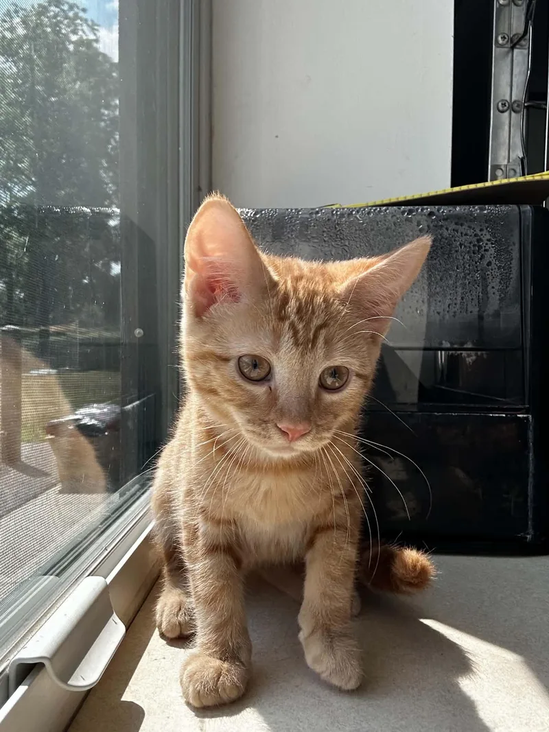 A baby medium-sized female Tabby (Orange / Red) Domestic Short Hair cat named Daydream for adoption in Chambersburg, PA