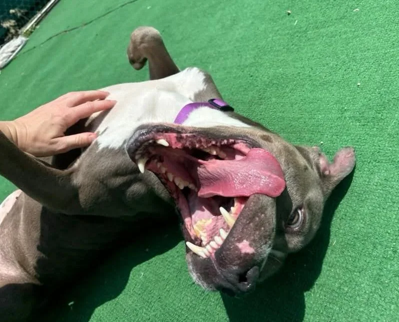 A young large-sized male Mixed Breed dog named Leon for adoption in Warren, MI
