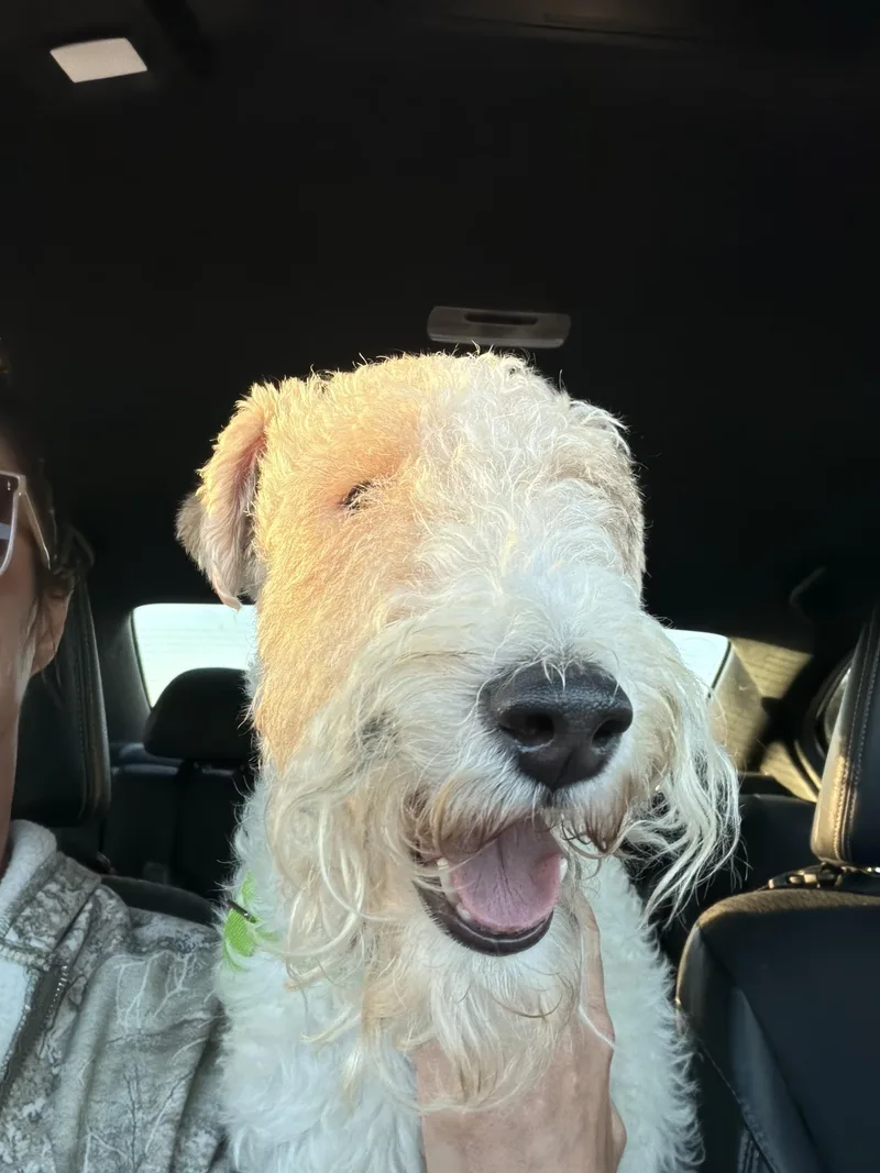 An adult small-sized male Yellow / Tan / Blond / Fawn Fox Terrier dog named Pops for adoption in Lodi, CA