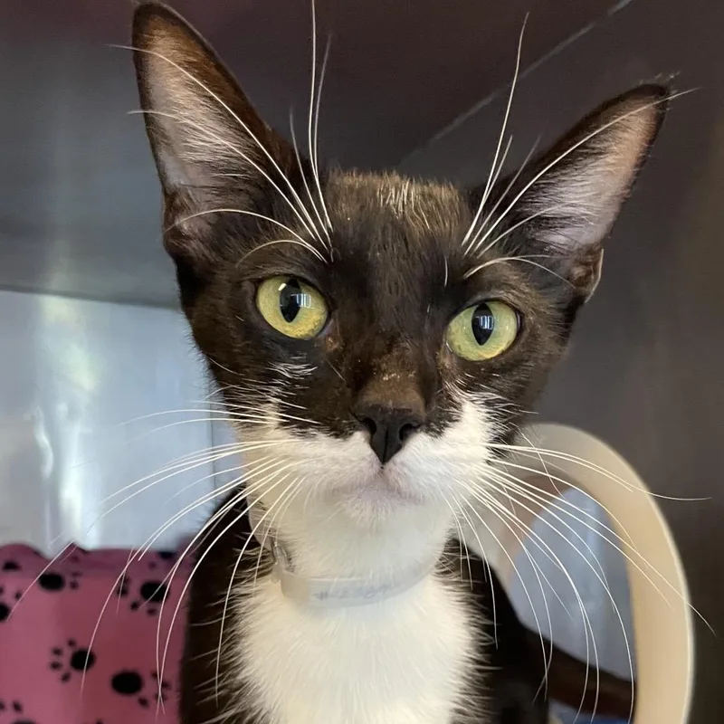 An adult medium-sized female Black Domestic Short Hair cat named Jada for adoption in Hawthorne, CA