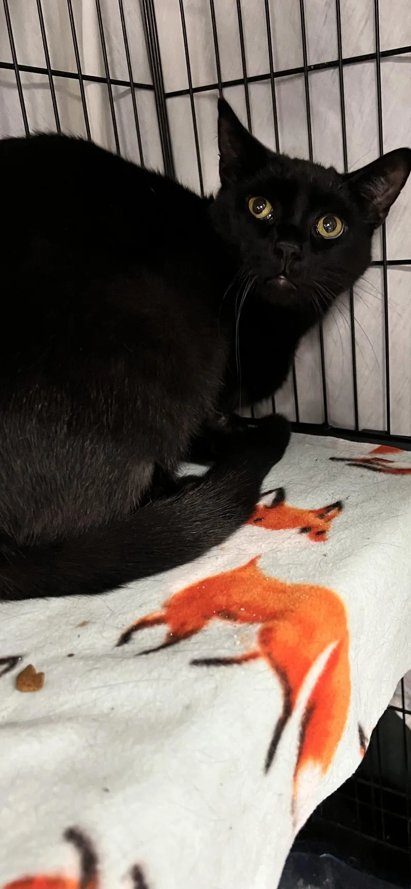 An adult medium-sized male Domestic Short Hair cat named Dustin for adoption in Holland, MI
