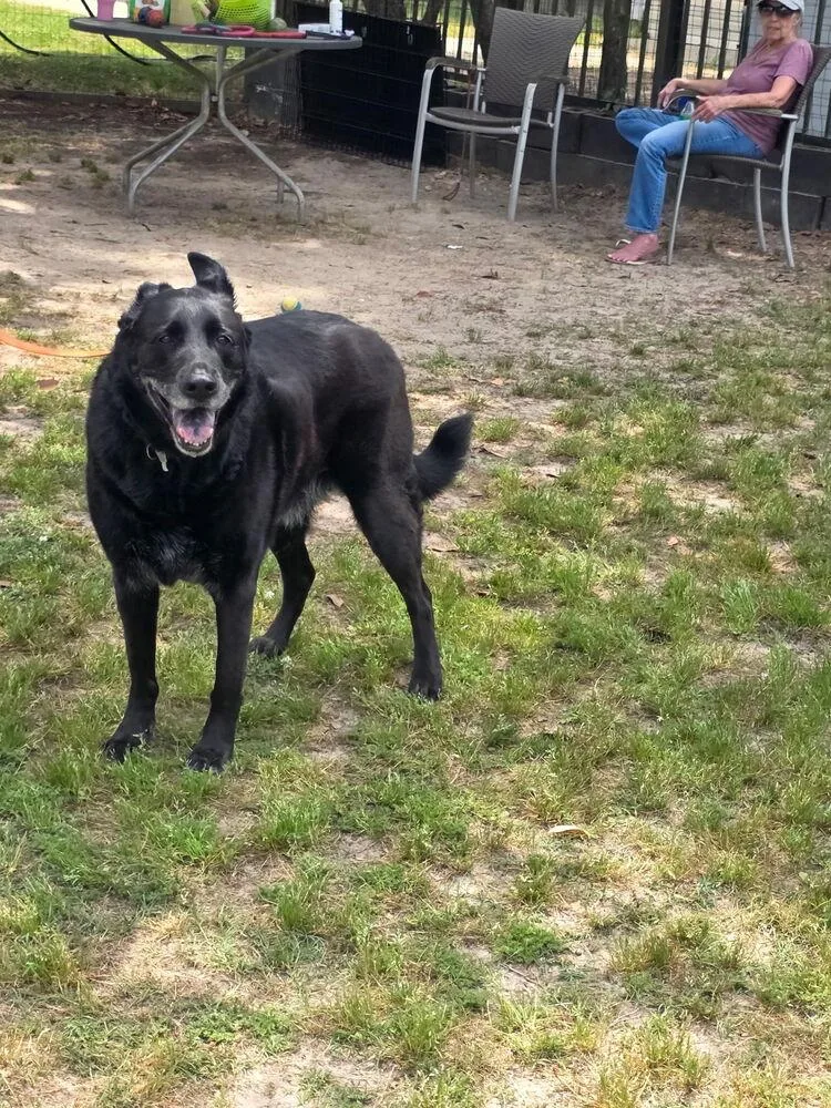 An adult large-sized male German Shepherd Dog dog named Jax for adoption in Ladson, SC