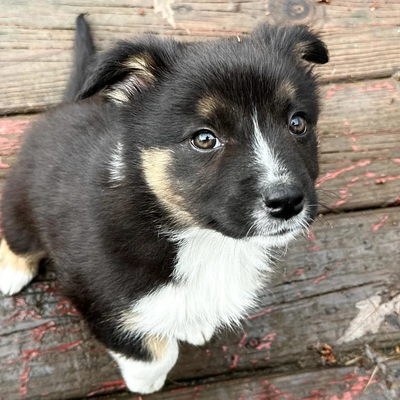 A baby small-sized male Black Australian Shepherd dog named Chaser for adoption in Matteson, IL