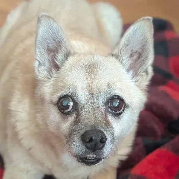 A senior small-sized female Apricot / Beige Chihuahua dog named Carmen for adoption in Rockville, MD