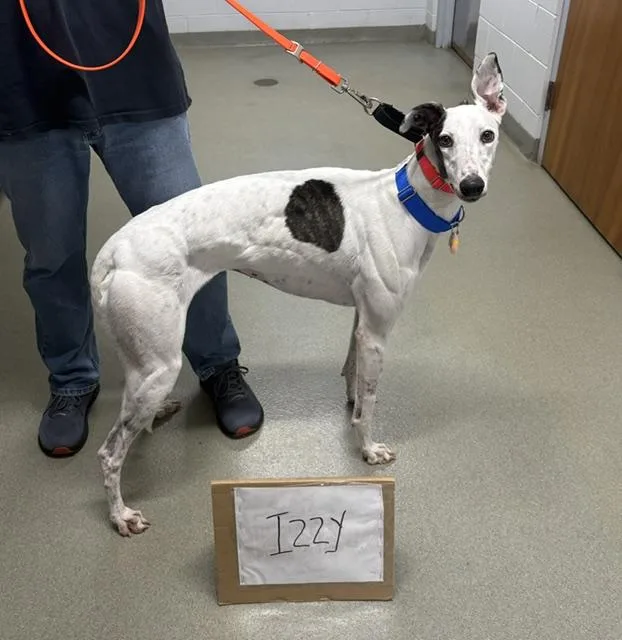 An adult large-sized female Greyhound dog named Lee Izzy for adoption in Tarpon Springs, FL