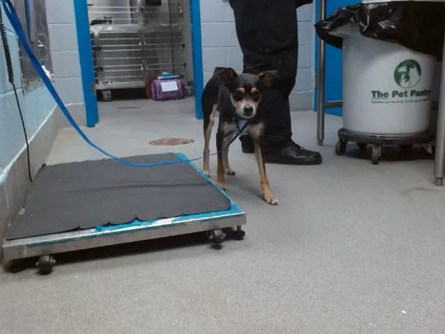 An adult medium-sized male Portuguese Podengo dog named Benny for adoption in Albuquerque, NM