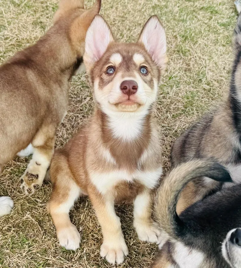 King Harald thumbnail 2