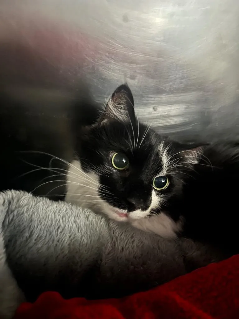 A senior small-sized female Domestic Long Hair cat named Chloe for adoption in Berlin, MD