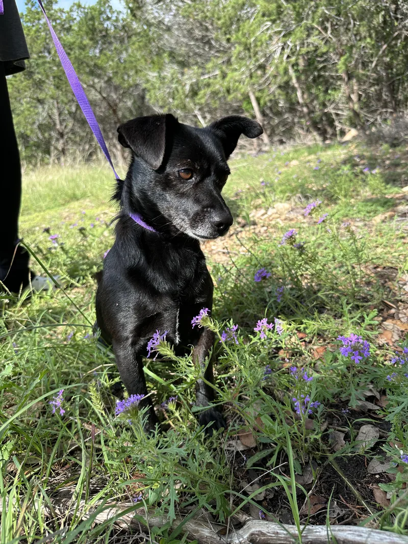 An adult small-sized male Black Mixed Breed dog named Mack for adoption in Hondo, TX