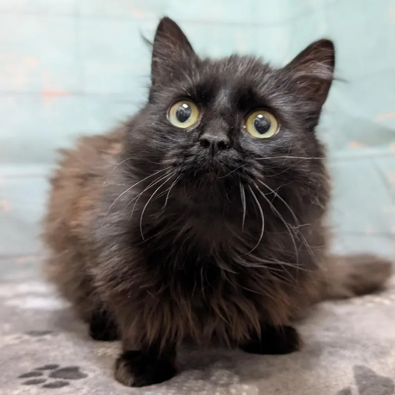 A young medium-sized female Black Domestic Medium Hair cat named Baby Chicken for adoption in Spokane, WA