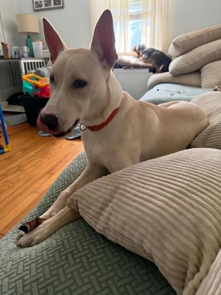 A baby large-sized male White / Cream Husky dog named Apollo for adoption in Dutton, VA