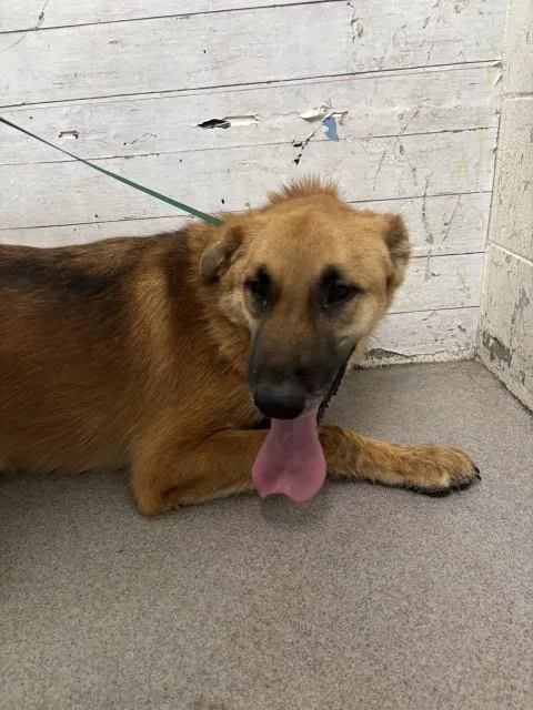 A young large-sized male German Shepherd Dog dog named Skyler for adoption in San Bernardino, CA