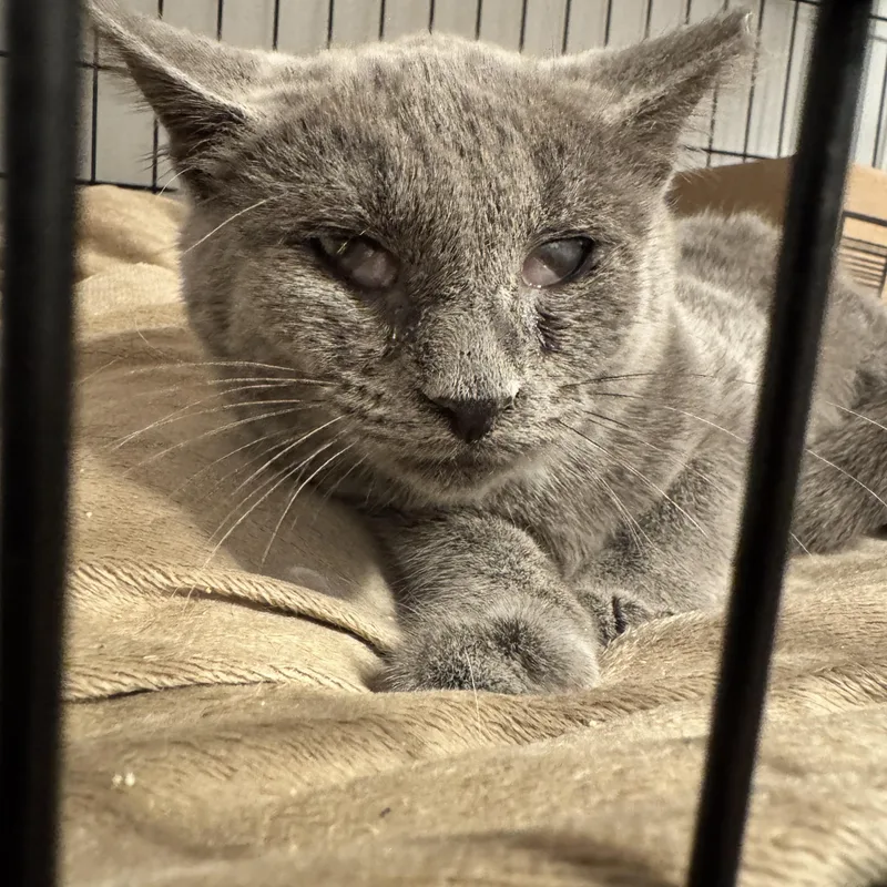 A young small-sized male Domestic Short Hair cat named Atlas for adoption in Canton, OH
