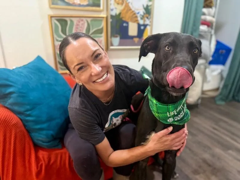 A young large-sized male Black Great Dane dog named Baloo Big Hearted Goofy for adoption in Friendswood, TX
