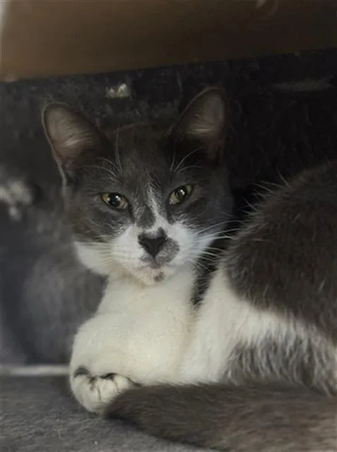 An adult small-sized female Domestic Short Hair cat named Rory for adoption in Brunswick, GA