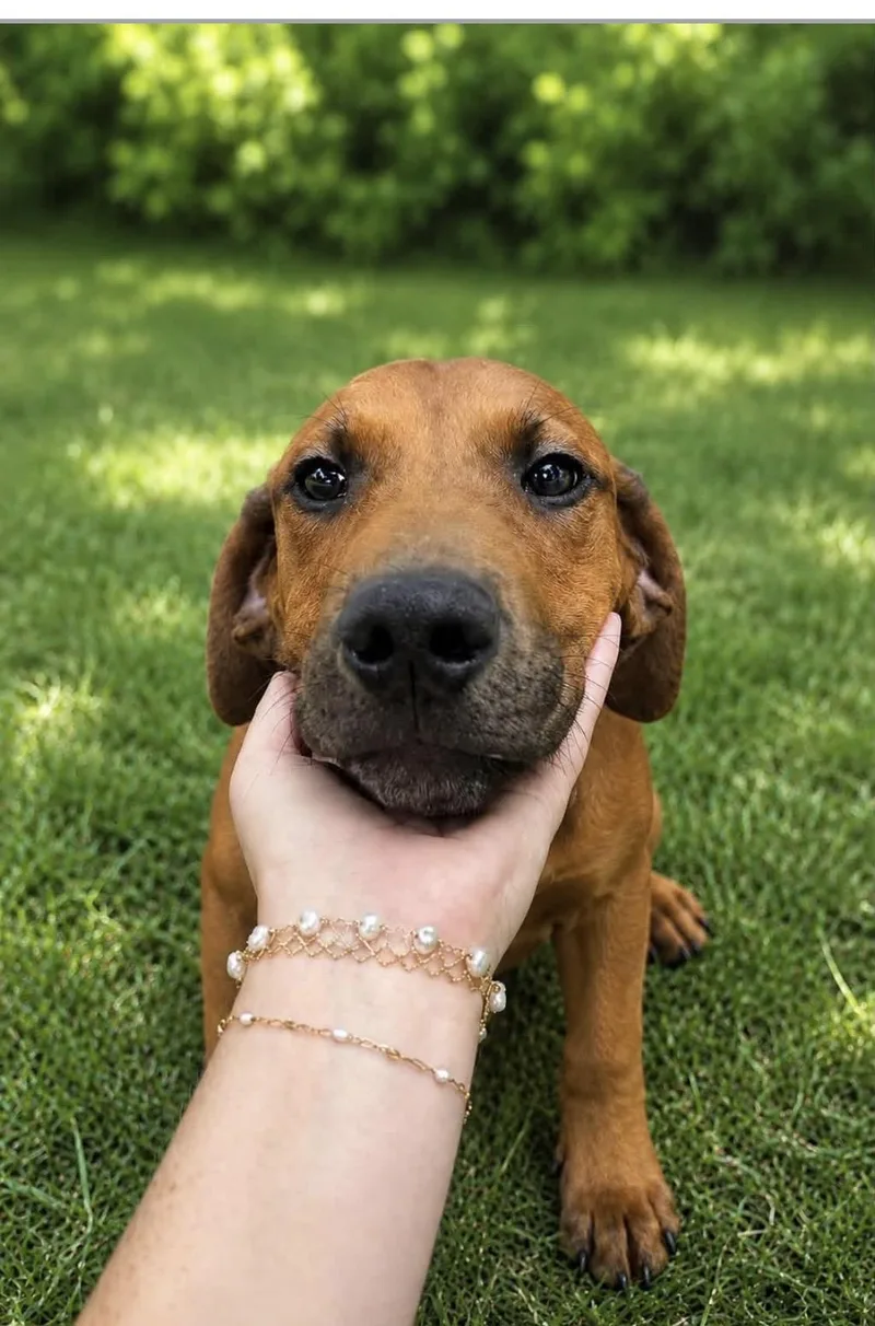 A young medium-sized female Red / Chestnut / Orange Hound dog named Bonnie for adoption in Alexander City, AL