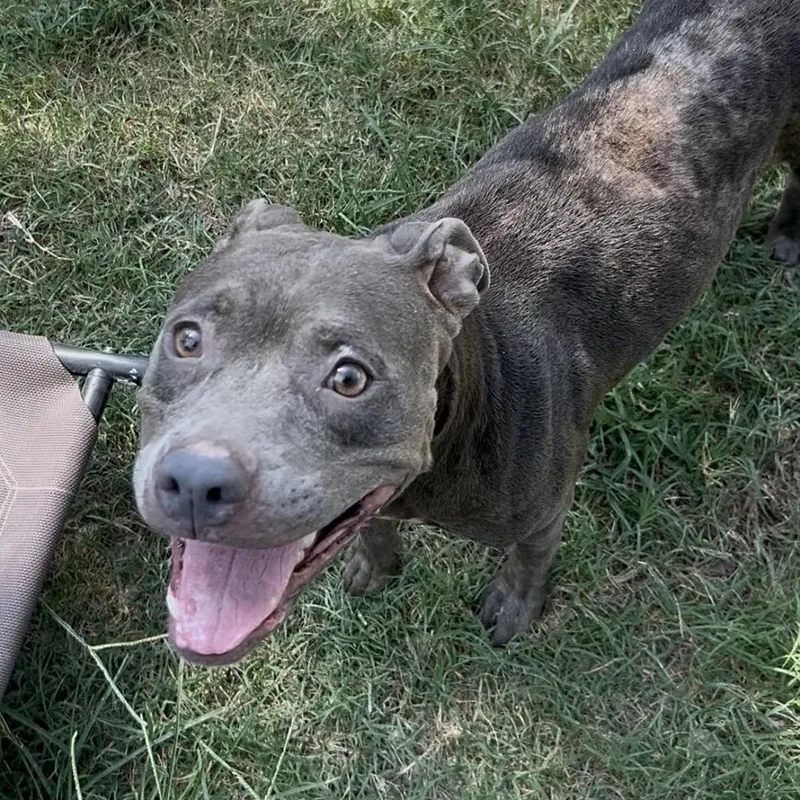 A young medium-sized female Gray / Blue / Silver Pit Bull Terrier dog named Pru for adoption in Hollister, MO