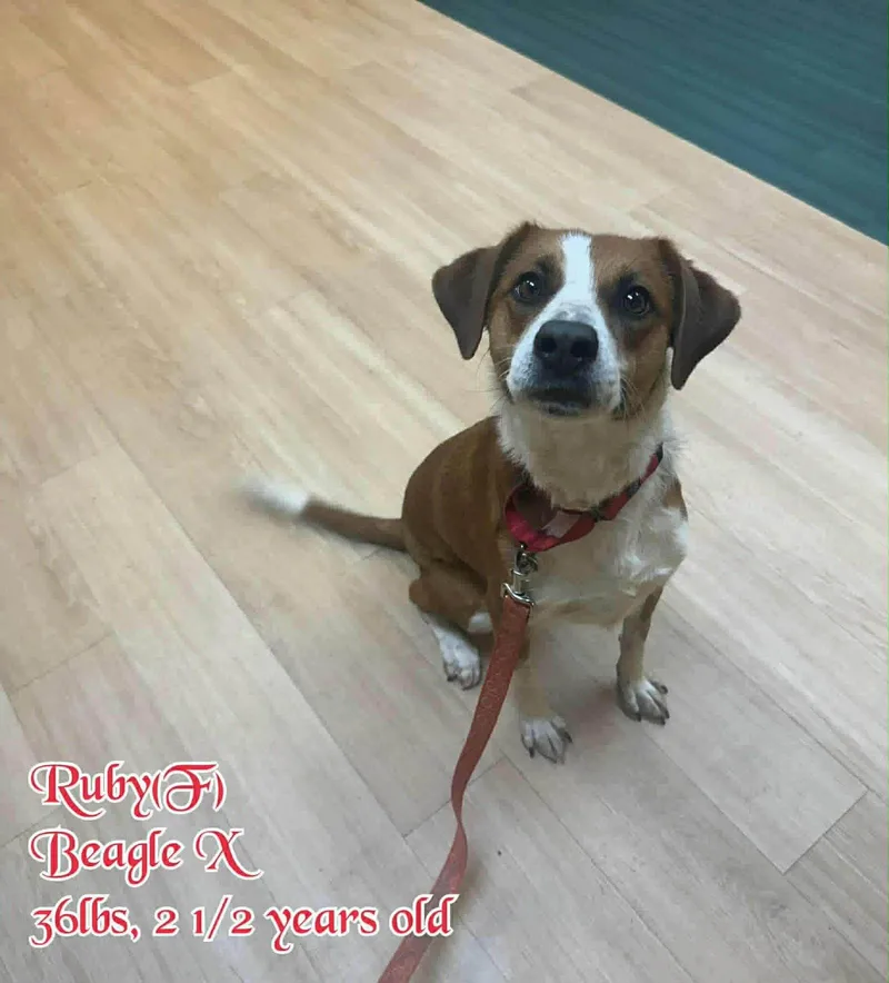 An adult medium-sized female Beagle dog named Ruby for adoption in Pomfret Center, CT