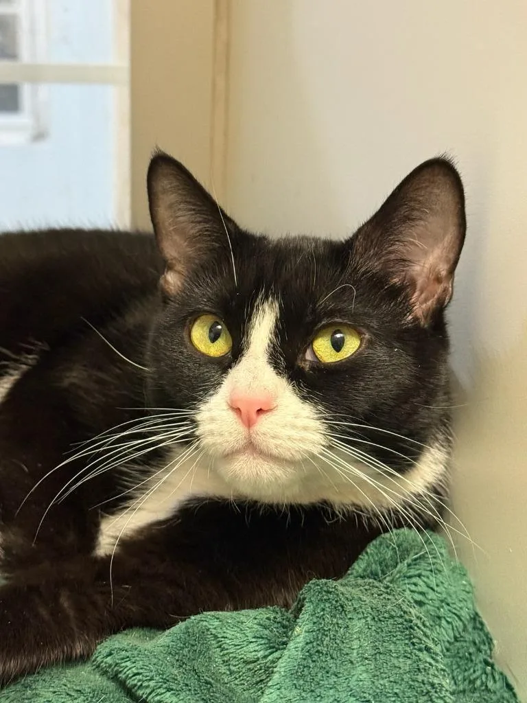 A young medium-sized female Domestic Short Hair cat named Abubba for adoption in Windsor, CT