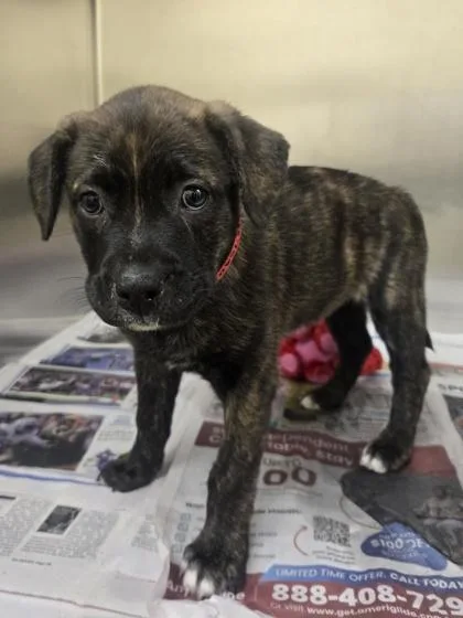 A baby small-sized female Pit Bull Terrier dog named Sadhbh for adoption in Westland, MI
