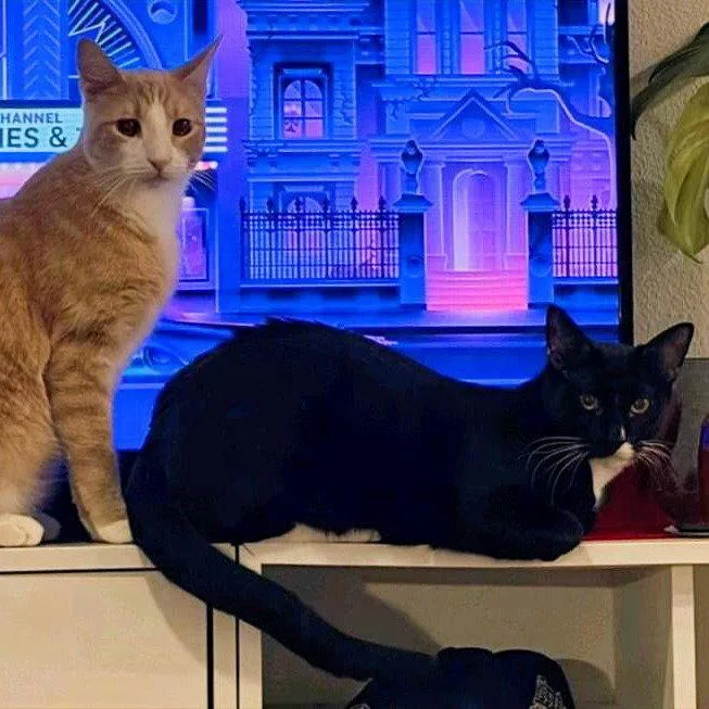 A young medium-sized male Tuxedo cat named Oats & Obi Bondedbrothers for adoption in Houston, TX