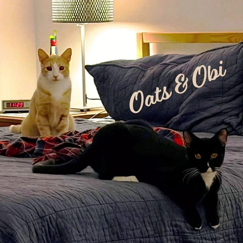Oats & Obi Bondedbrothers thumbnail 2