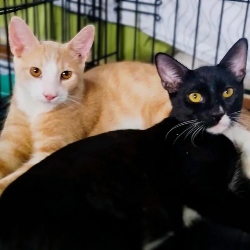 Oats & Obi Bondedbrothers thumbnail 3