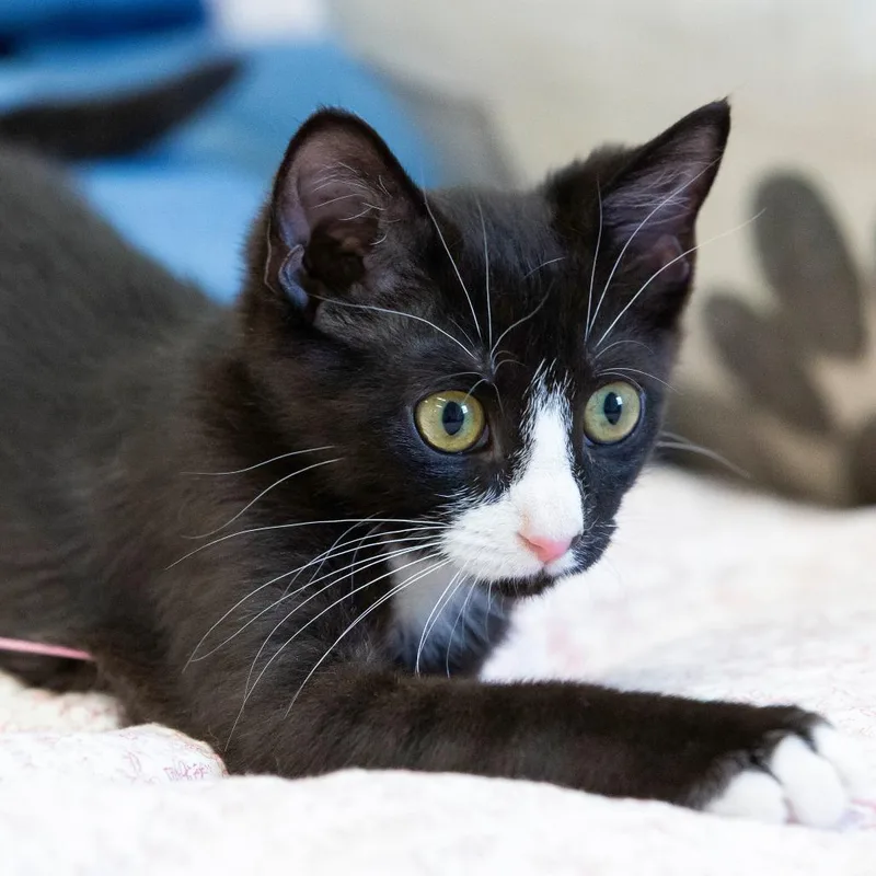 A baby small-sized male Domestic Short Hair cat named Fritter for adoption in Cartersville, GA