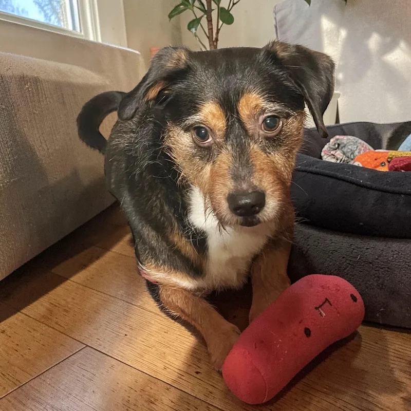 A young small-sized male Tricolor (Brown, Black, & White) Australian Terrier dog named Mr Charming for adoption in seward, AK