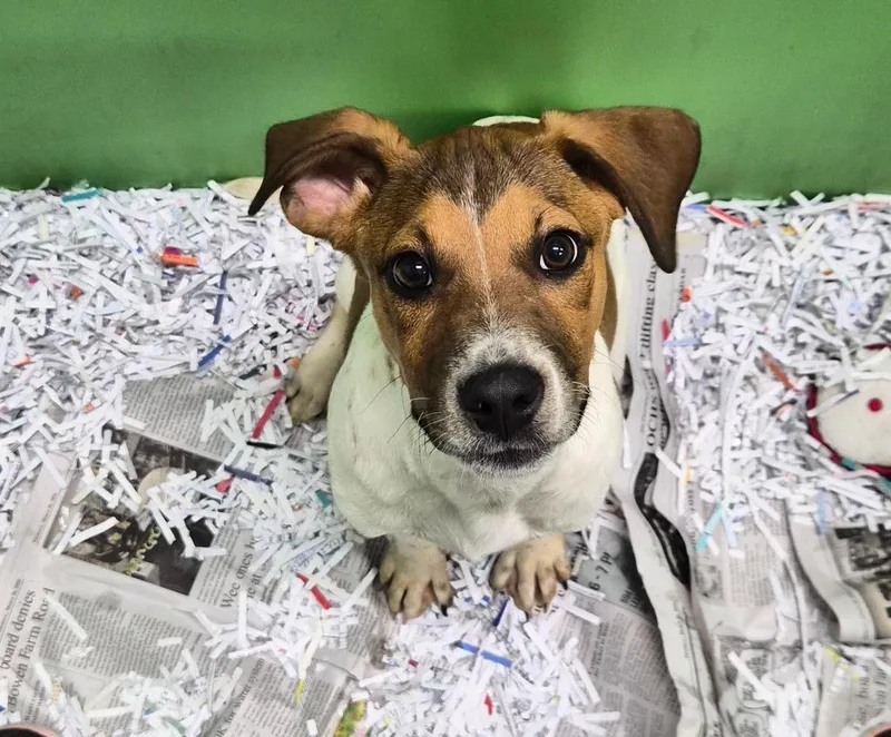 A baby medium-sized male Jack Russell Terrier dog named Nugget for adoption in Danielsville, GA