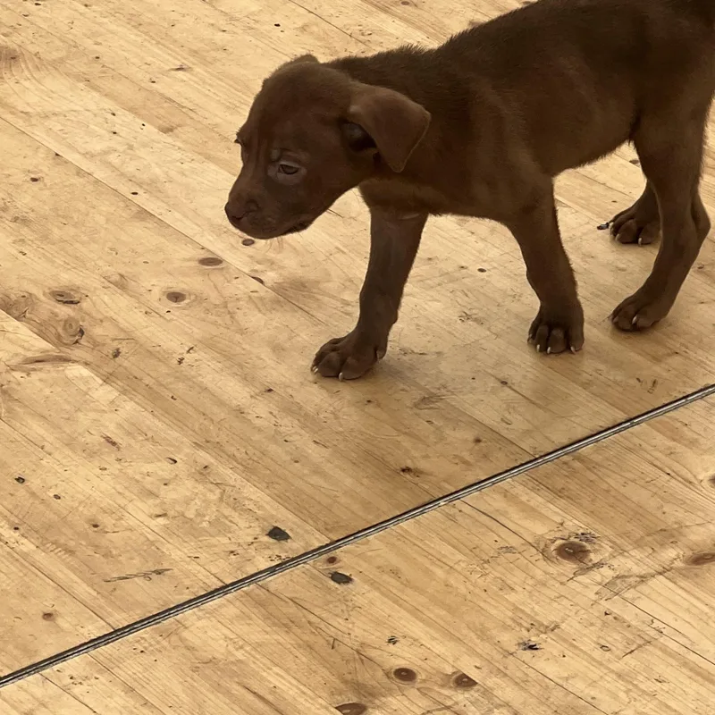 A baby medium-sized male Brown / Chocolate Labrador Retriever dog named Hershey for adoption in Davisburg, MI