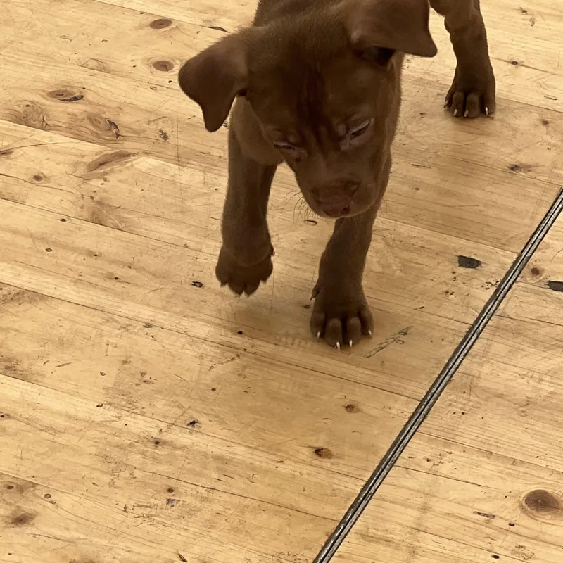 Hershey thumbnail 3