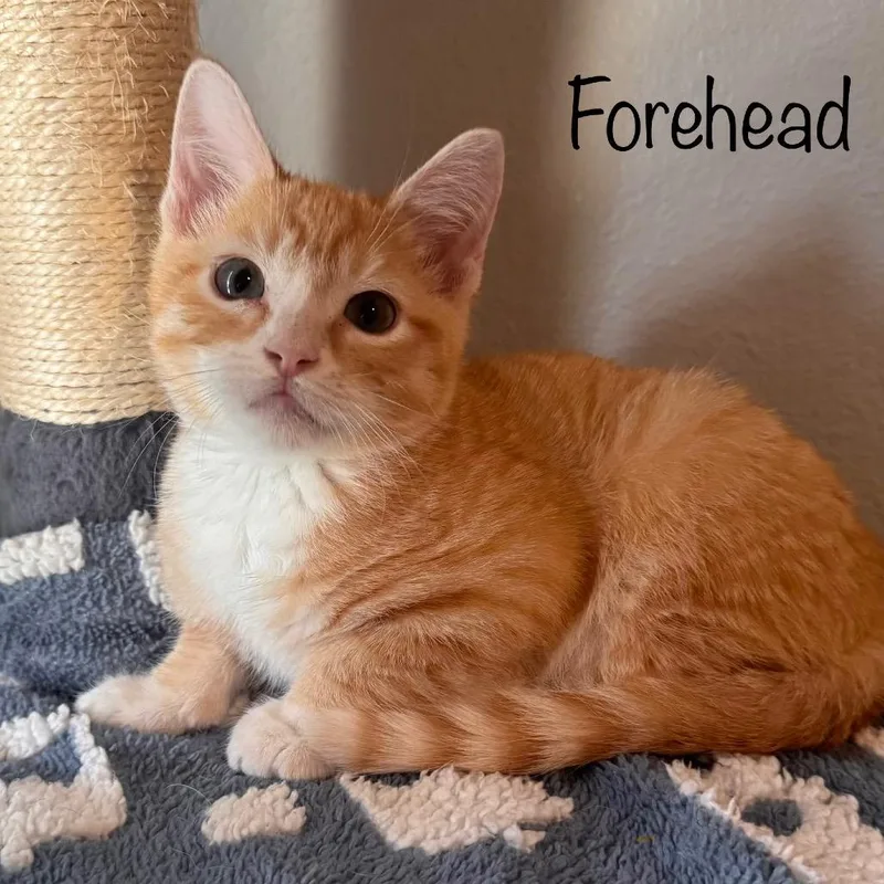 A baby small-sized male Orange / Red Domestic Short Hair cat named Forehead for adoption in TITUSVILLE, FL