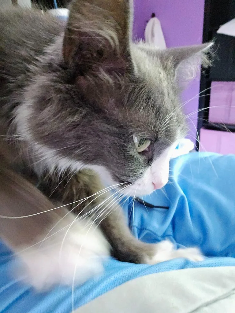 An adult medium-sized female Domestic Long Hair cat named Lacey for adoption in Evans, GA