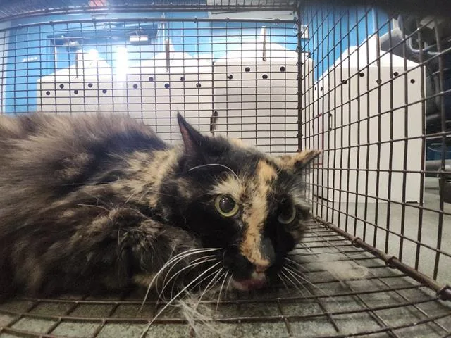 A young medium-sized female Domestic Short Hair cat named 1-17 for adoption in San Antonio, TX