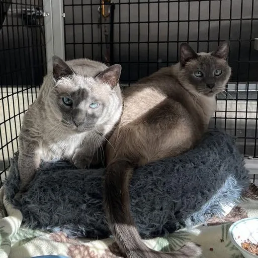 Coco and Lily